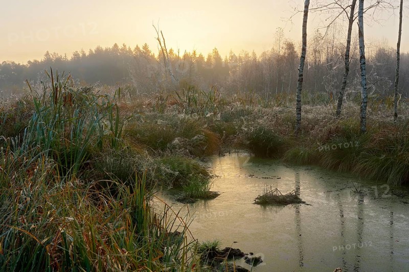 Moor pond