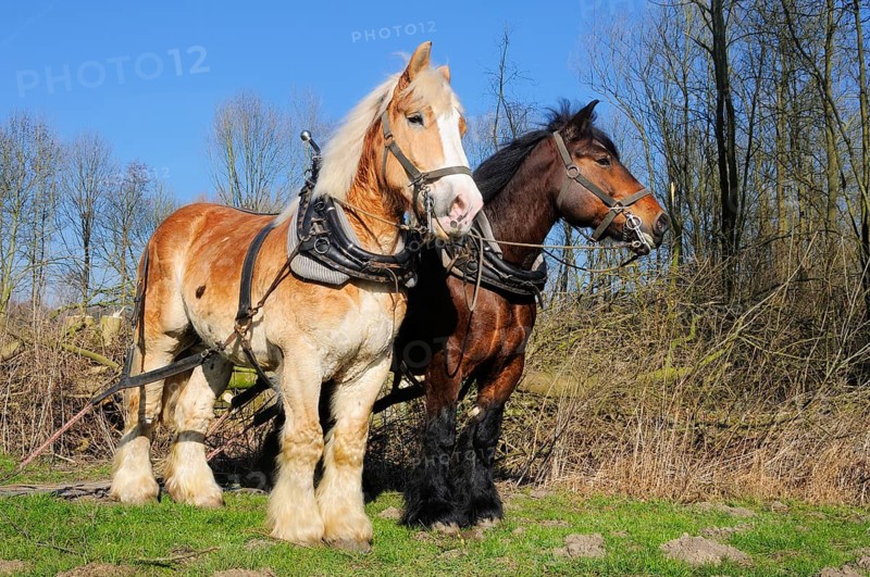 Belgian cold-blooded horses at woodback