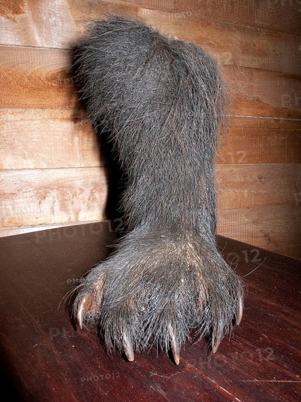 Spectacled Bear