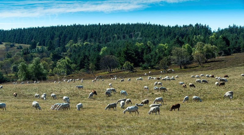 Sheep grazing in the Livradois-Forez Regional Nature Park