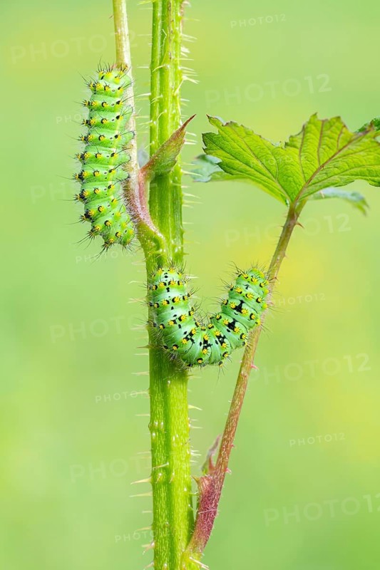Small emperor moth