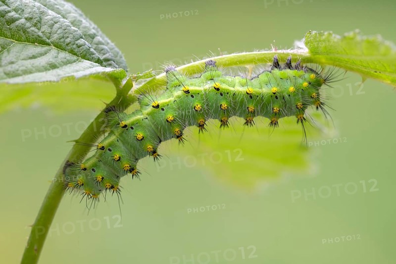 Small emperor moth