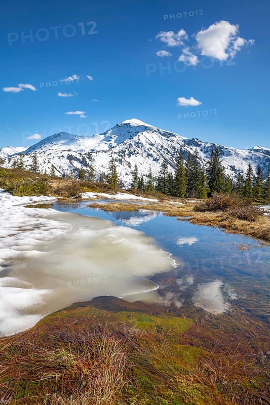 Springtime mountain landscape with meltwater pools and spruce trees