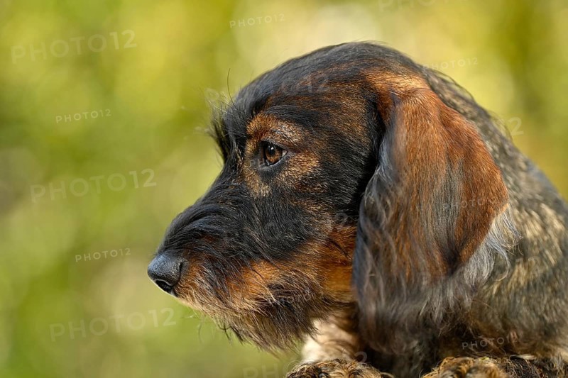 Wire-haired dachshund