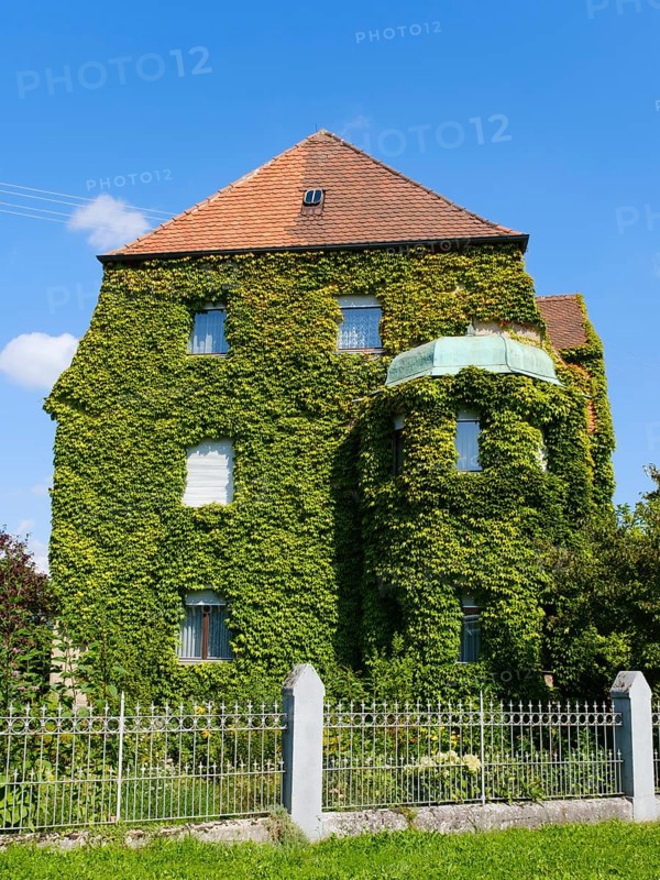 Facade overgrown with ivy on a residential building
