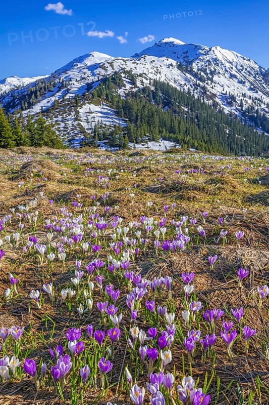 Spring mountain landscape with crocus vernus