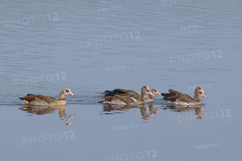Egyptian geese