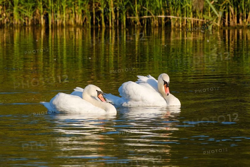 Mute swans