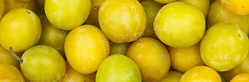 Mirabelle fruits Mirabelle plum fruit yellow plum background panorama