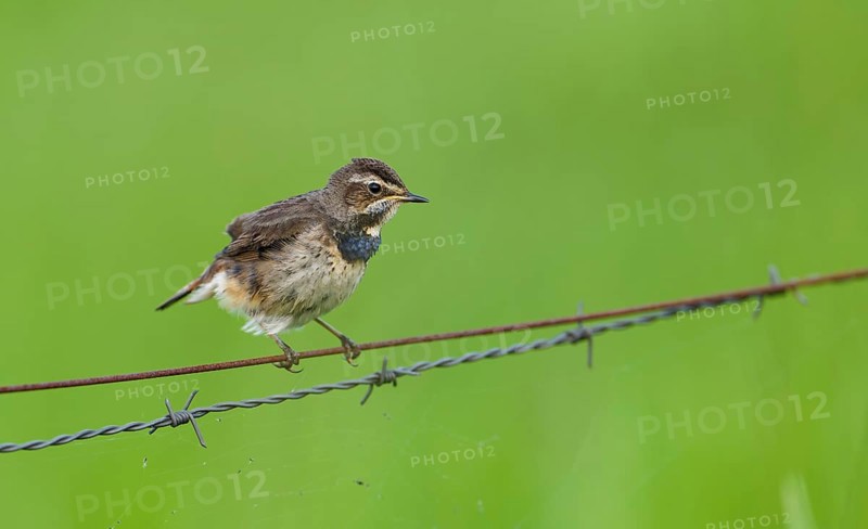 White-starred Blue-throat