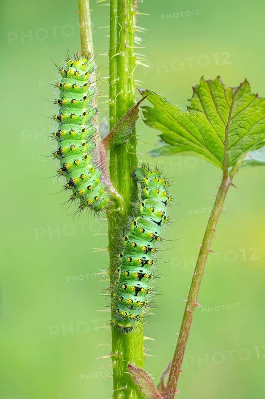 Small emperor moth
