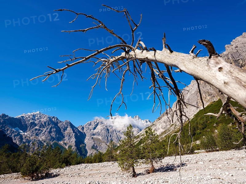 Dead tree in Wimbachgries