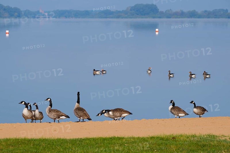 Canada geese