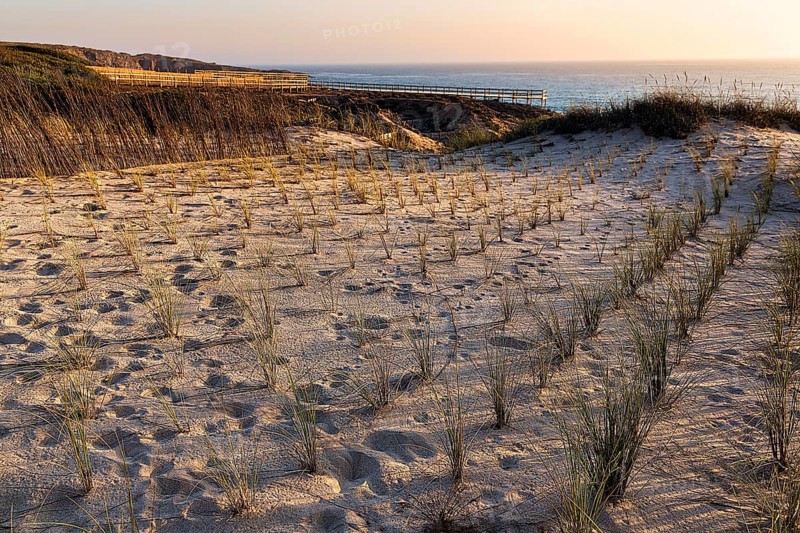 Planting grasses in dunes