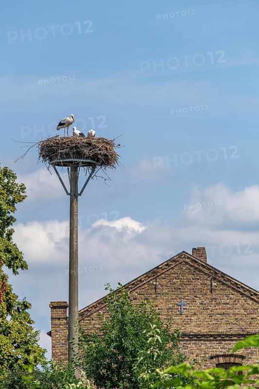 Young storks in the stork nest