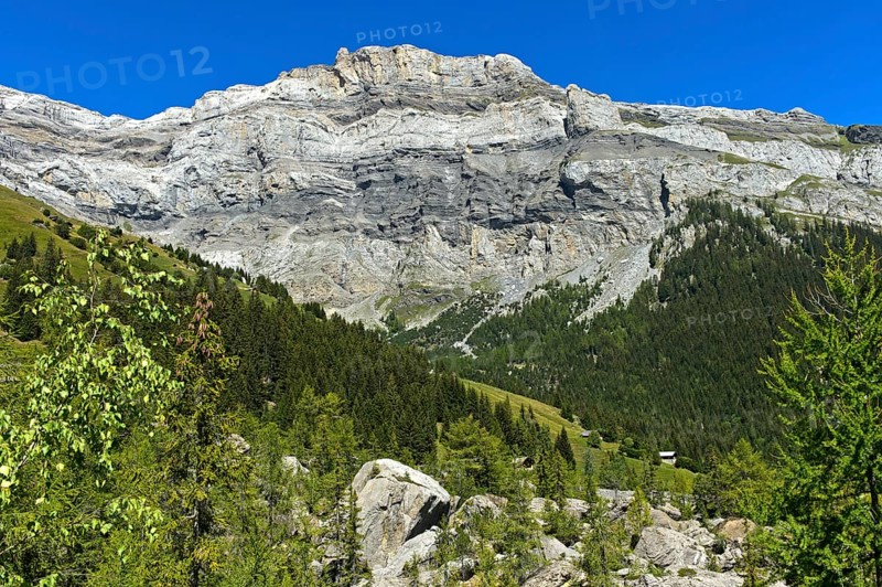 In the Derborence landslide area