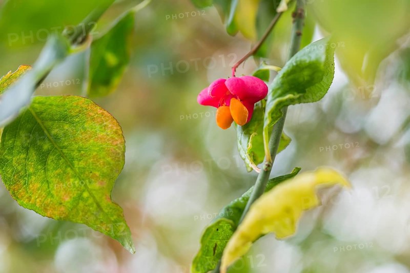 European spindle