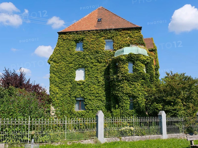 Facade overgrown with ivy on a residential building