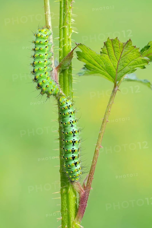 Small emperor moth