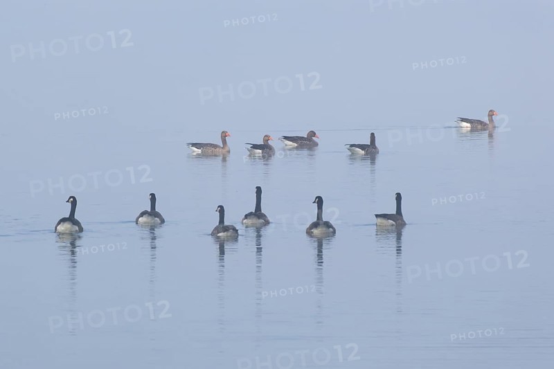 Canada geese