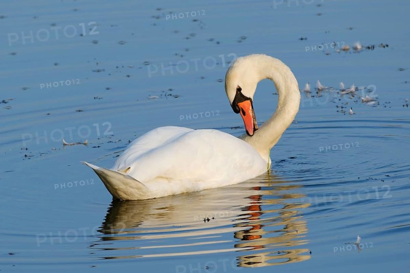 Mute swan