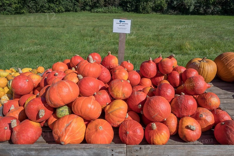 Hokkaido pumpkins