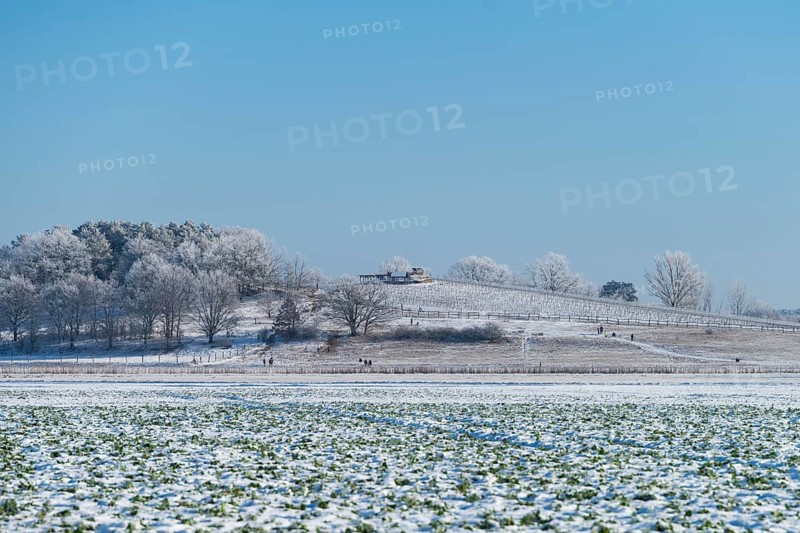 Vineyard in winter on the island of Toeplitz