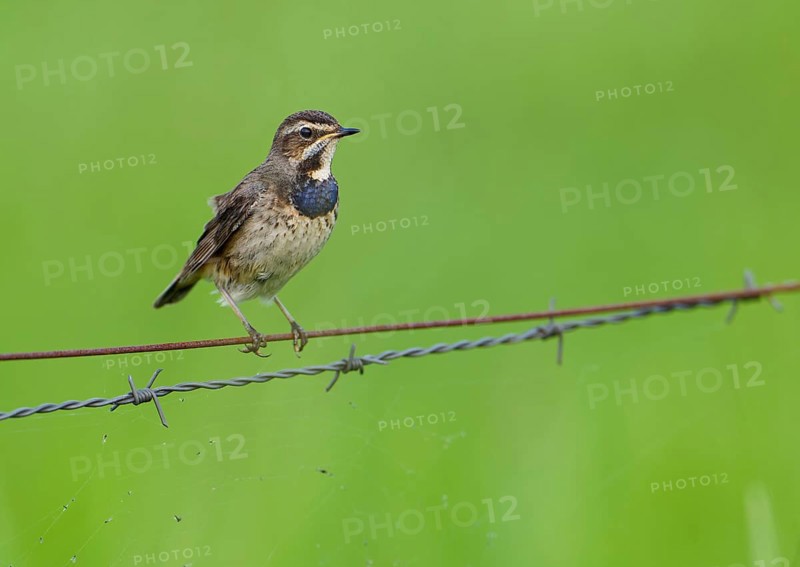 White-starred Blue-throat