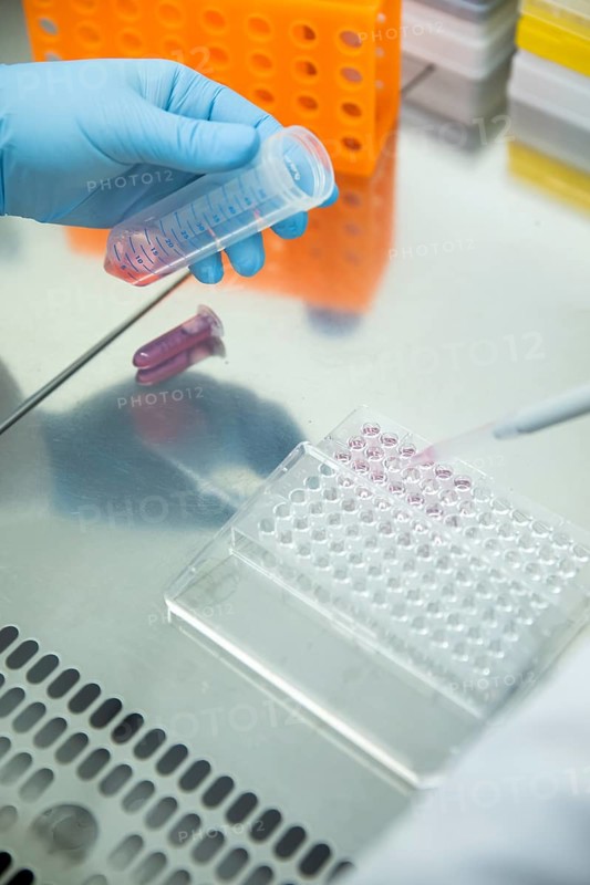 Medical laboratory assistant takes samples from a centrifuge tube with a pipette and fills them into a multiwell tray
