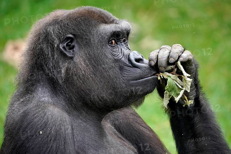 Lowland gorilla