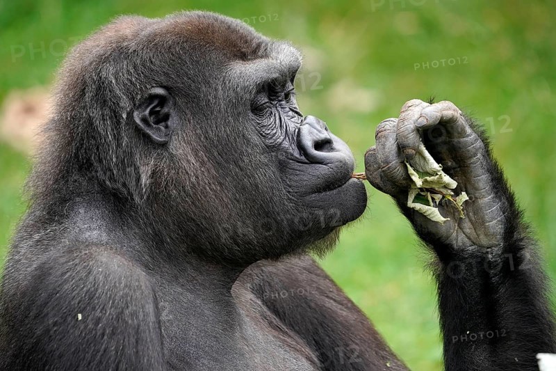 Lowland gorilla