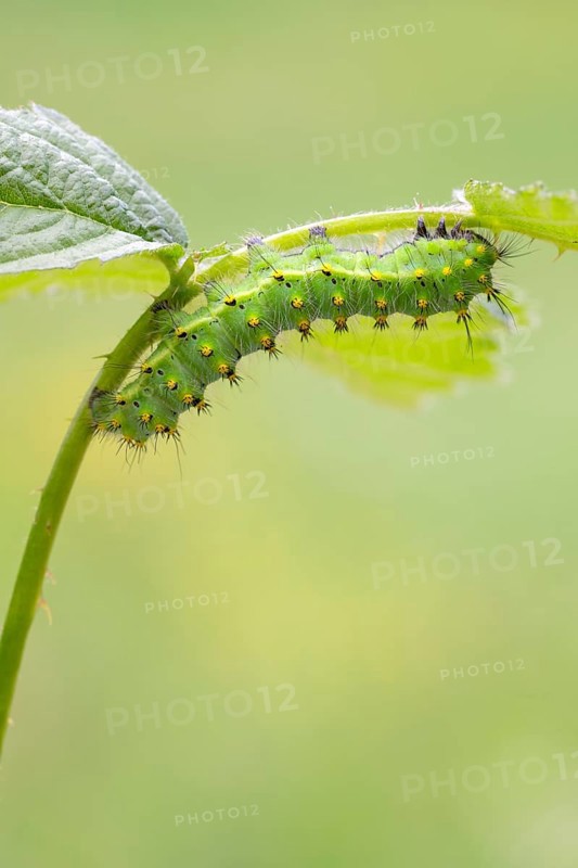 Small emperor moth