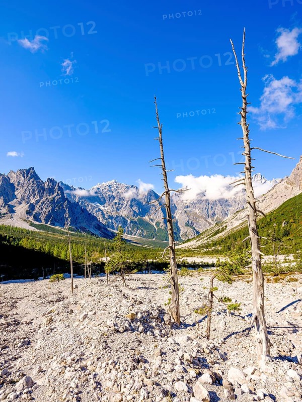 Dead trees in Wimbachgries