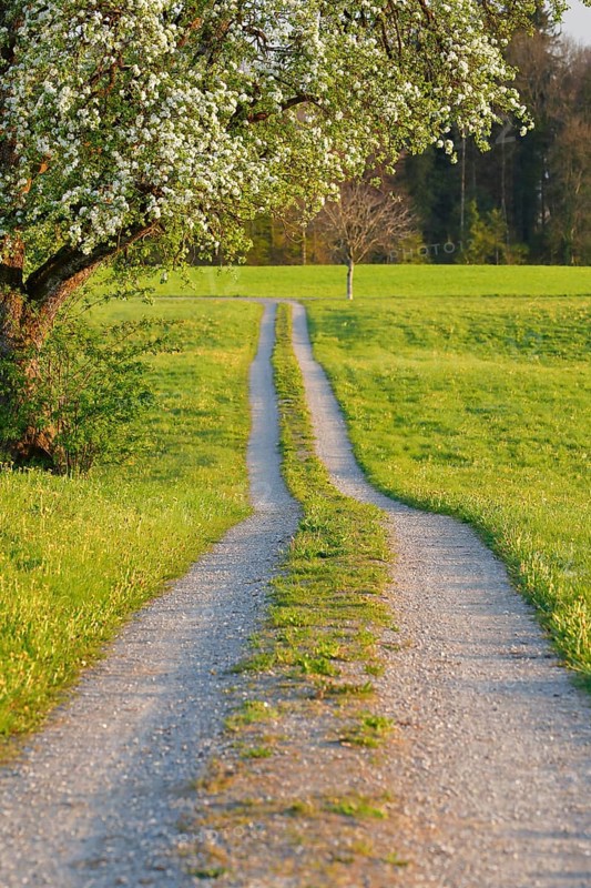 Field path in spring lined with flower meadows and blossoming fruit tree
