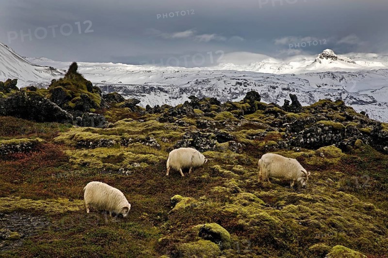 Three domestic sheep