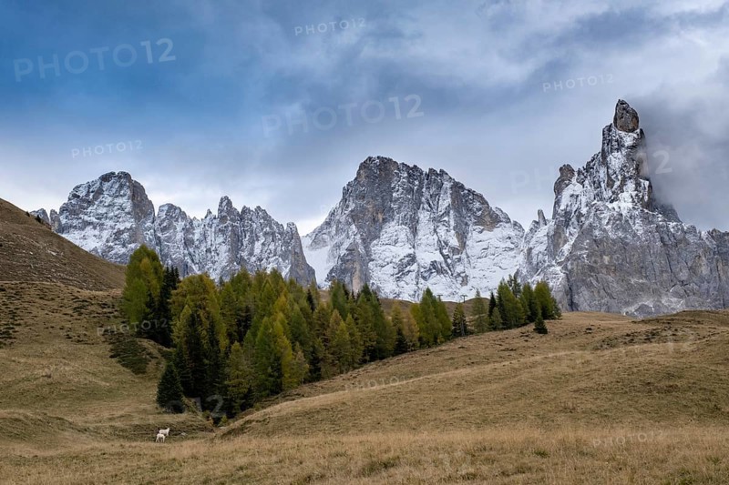 Alpine meadow