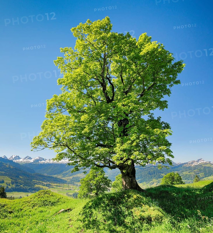 Freestanding sycamore maple in mountain spring