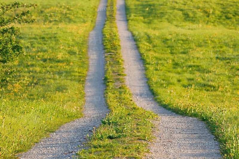 Field path in spring lined with flower meadows