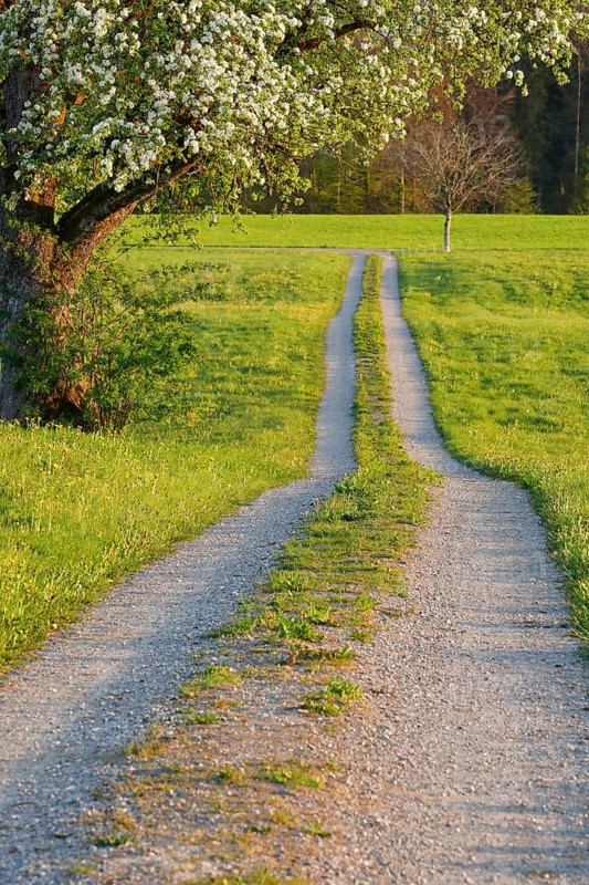Field path in spring lined with flower meadows and blossoming fruit tree