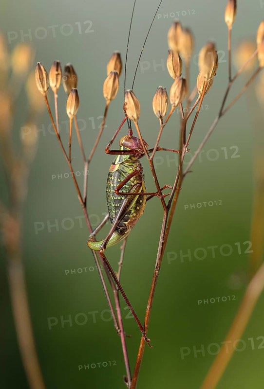 Saddle backed bush cricket