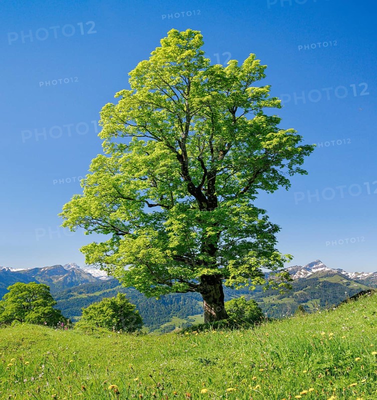 Freestanding sycamore in mountain spring