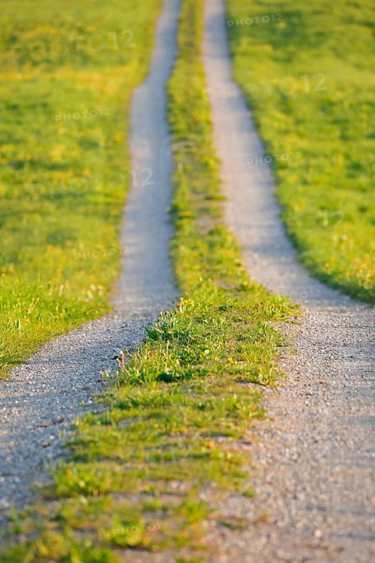 Field path in spring lined with flower meadows