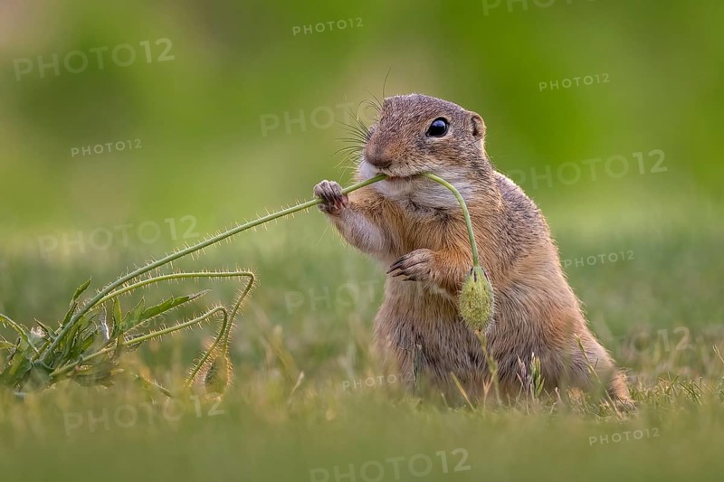 European ground squirrel