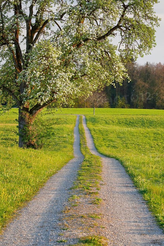 Field path in spring lined with flower meadows and blossoming fruit tree