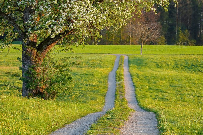 Field path in spring lined with flower meadows and blossoming fruit tree