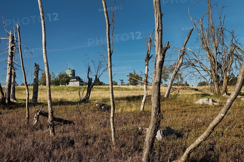 Dead trees with the Astenturm on the Kahler Asten