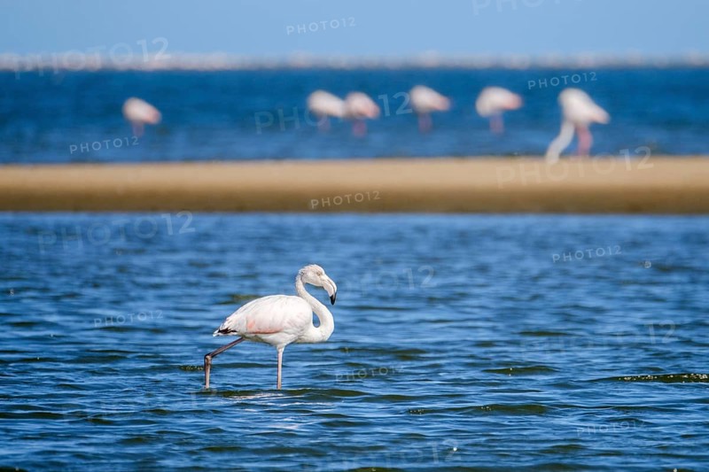 Lesser Flamingos