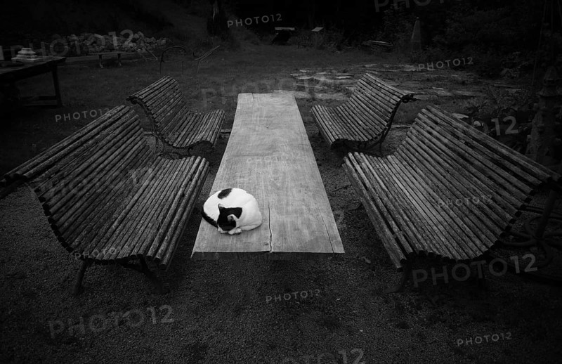 Cat lying on wooden table