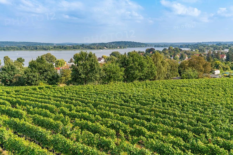 Vineyard at the Lindicke Winery