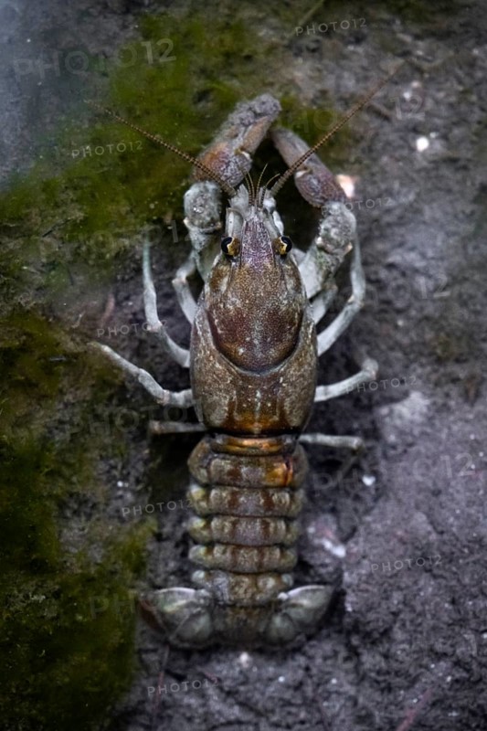 European crayfish
